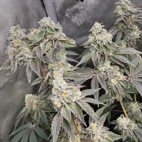Sugar Babies Lit Farms #1 growlog timeline photo