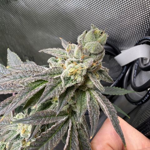 Sugar Babies Lit Farms #1 growlog timeline photo