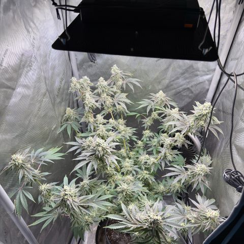 Sugar Babies Lit Farms #1 growlog timeline photo