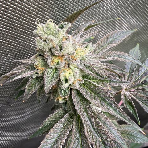 Sugar Babies Lit Farms #1 growlog timeline photo