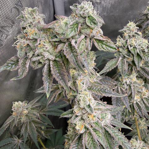 Sugar Babies Lit Farms #1 growlog timeline photo