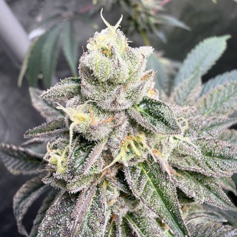 Sugar Babies Lit Farms #1 growlog timeline photo