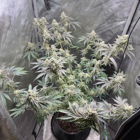 Sugar Babies Lit Farms #1 growlog timeline photo