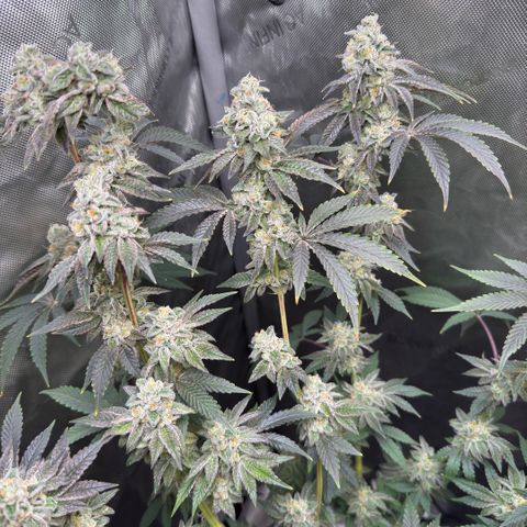 Sugar Babies Lit Farms #1 growlog timeline photo