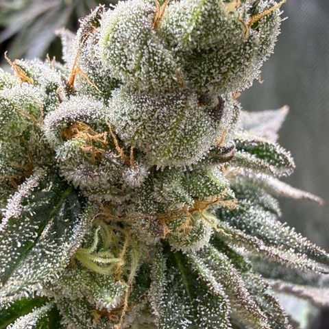Sugar Babies Lit Farms #1 growlog timeline photo