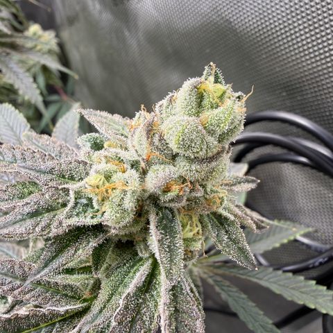 Sugar Babies Lit Farms #1 growlog timeline photo