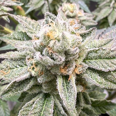 Sugar Babies Lit Farms #1 growlog timeline photo