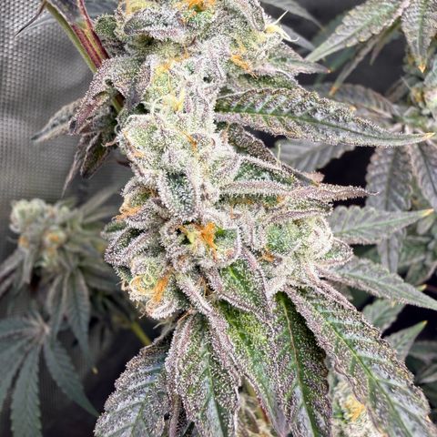 Sugar Babies Lit Farms #1 growlog timeline photo