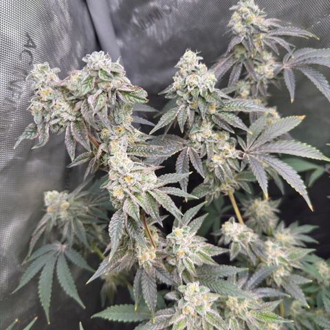 Sugar Babies Lit Farms #1 growlog timeline photo