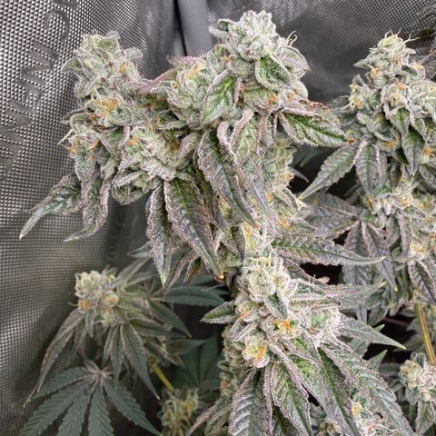 Sugar Babies Lit Farms #1 growlog timeline photo