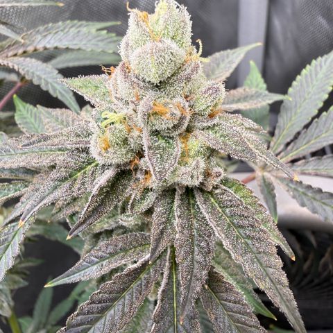 Sugar Babies Lit Farms #1 growlog timeline photo