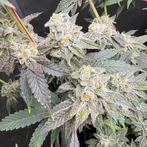 Sugar Babies Lit Farms #1 growlog timeline photo