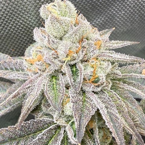 Sugar Babies Lit Farms #1 growlog timeline photo