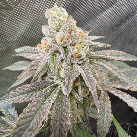 Sugar Babies Lit Farms #1 growlog timeline photo