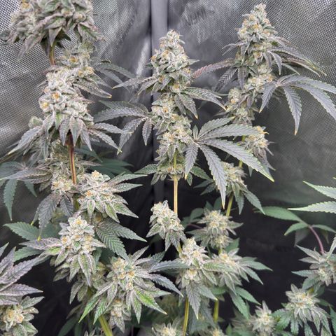 Sugar Babies Lit Farms #1 growlog timeline photo