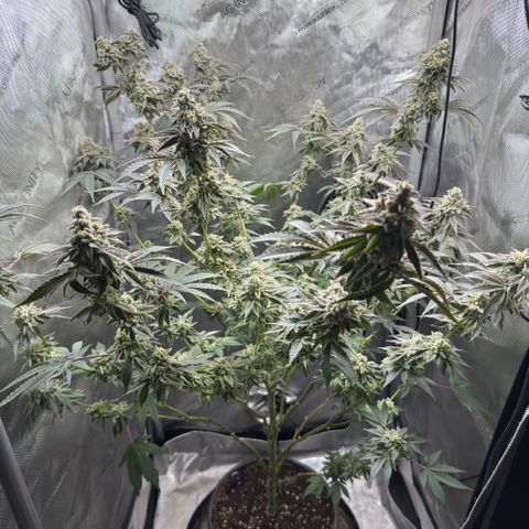 Sugar Babies Lit Farms #1 growlog timeline photo