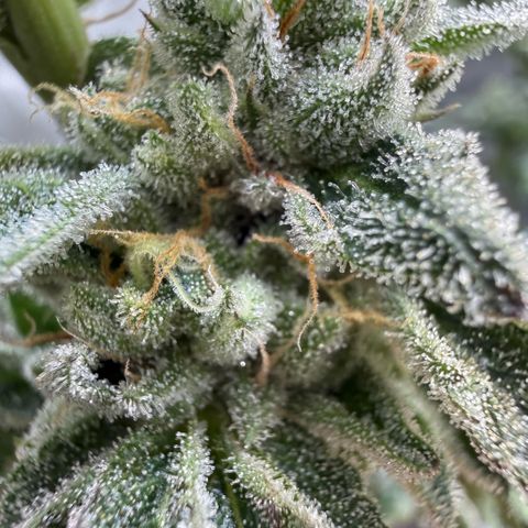 Sugar Babies Lit Farms #1 growlog timeline photo