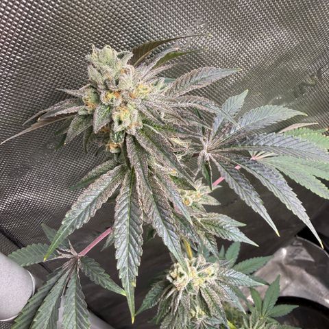 Sugar Babies Lit Farms #1 growlog timeline photo