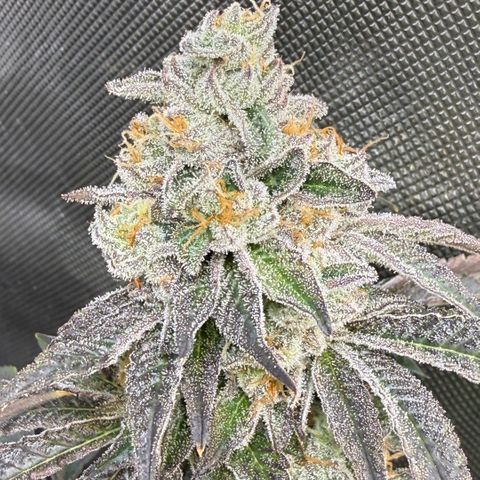 Sugar Babies Lit Farms #1 growlog timeline photo