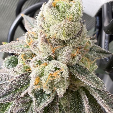 Sugar Babies Lit Farms #1 growlog timeline photo