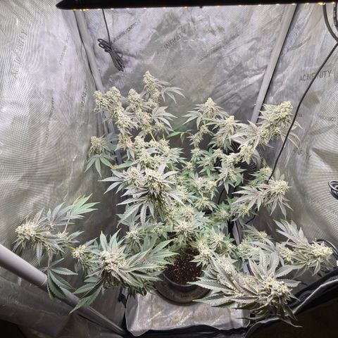 Sugar Babies Lit Farms #1 growlog timeline photo