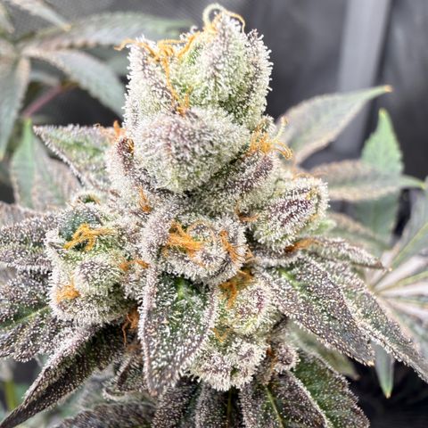 Sugar Babies Lit Farms #1 growlog timeline photo
