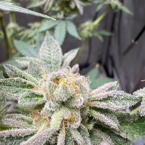 Sugar Babies Lit Farms #1 growlog timeline photo