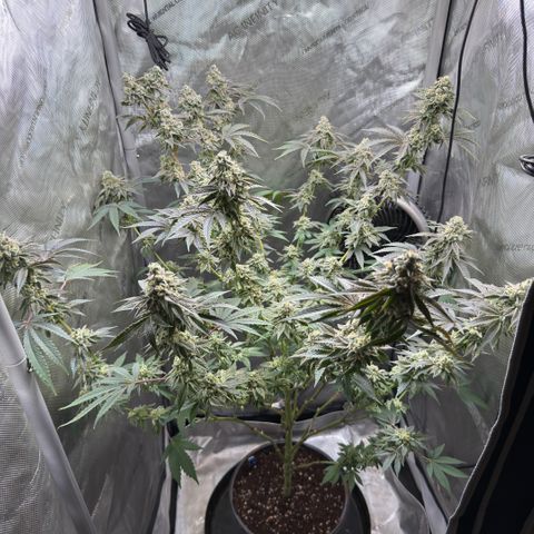 Sugar Babies Lit Farms #1 growlog timeline photo