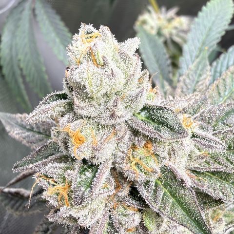 Sugar Babies Lit Farms #1 growlog timeline photo