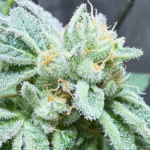 Sugar Babies Lit Farms #1 growlog timeline photo