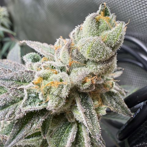 Sugar Babies Lit Farms #1 growlog timeline photo