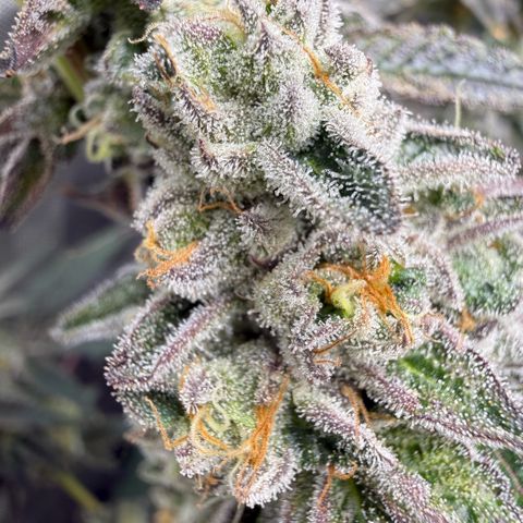 Sugar Babies Lit Farms #1 growlog timeline photo