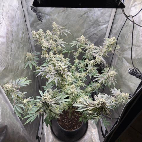 Sugar Babies Lit Farms #1 growlog timeline photo