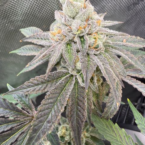 Sugar Babies Lit Farms #1 growlog timeline photo