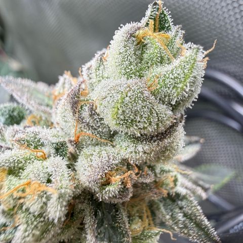 Sugar Babies Lit Farms #1 growlog timeline photo