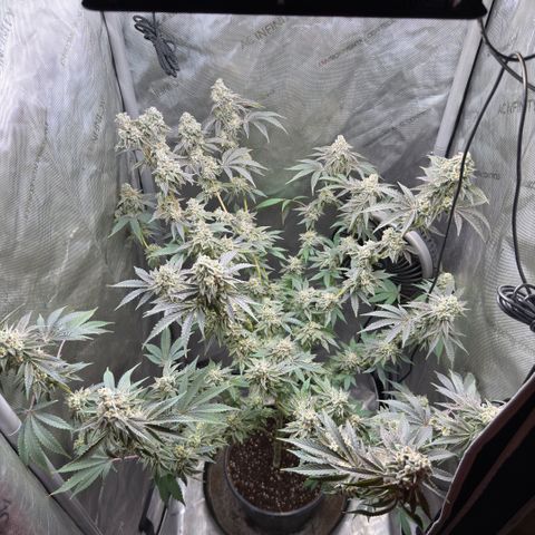 Sugar Babies Lit Farms #1 growlog timeline photo