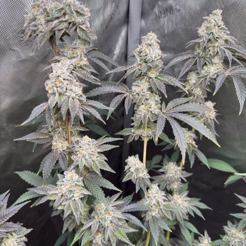 Sugar Babies Lit Farms #1 growlog timeline photo