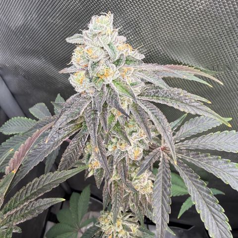 Sugar Babies Lit Farms #1 growlog timeline photo