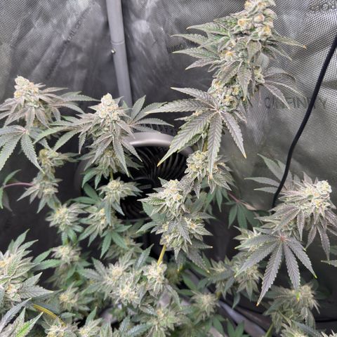 Sugar Babies Lit Farms #1 growlog timeline photo