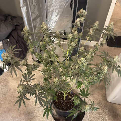 Sugar Babies Lit Farms #1 growlog timeline photo