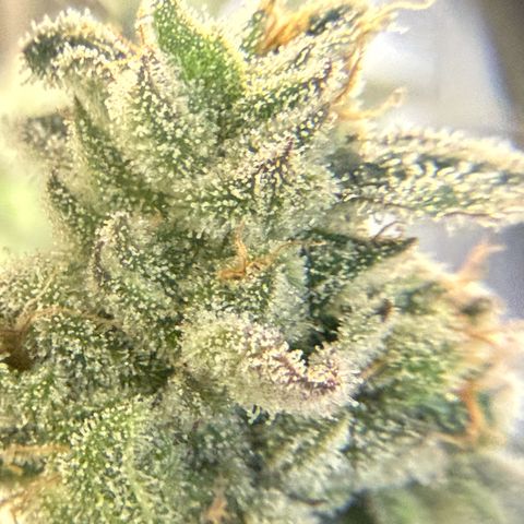 Sugar Babies Lit Farms #1 growlog timeline photo