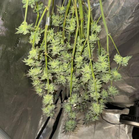 Sugar Babies Lit Farms #1 growlog timeline photo