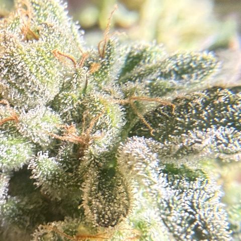 Sugar Babies Lit Farms #1 growlog timeline photo