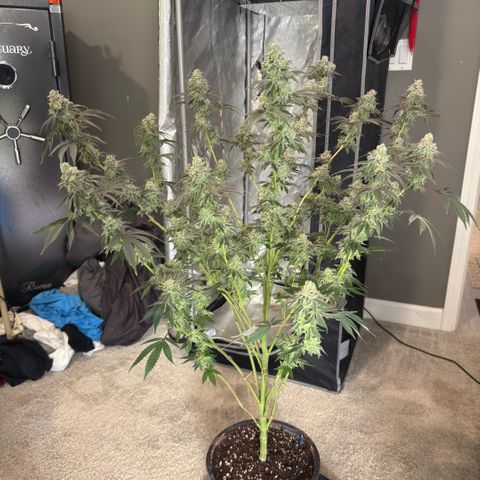 Sugar Babies Lit Farms #1 growlog timeline photo
