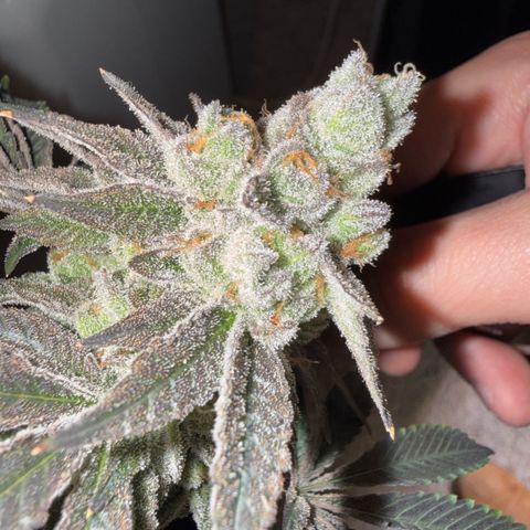 Sugar Babies Lit Farms #1 growlog timeline photo