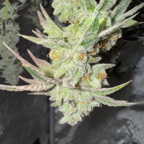 Sugar Babies Lit Farms #1 growlog timeline photo