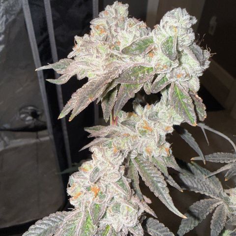 Sugar Babies Lit Farms #1 growlog timeline photo