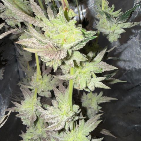 Sugar Babies Lit Farms #1 growlog timeline photo