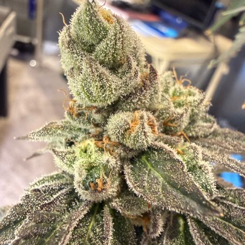 Sugar Babies Lit Farms #1 growlog timeline photo