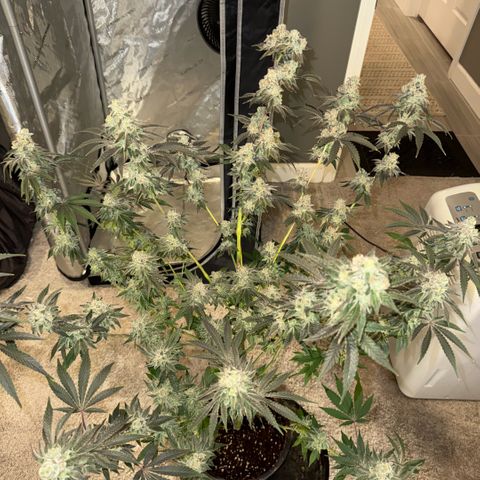 Sugar Babies Lit Farms #1 growlog timeline photo